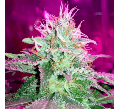 Супер Лимонный Туман (Foto.Reg.) 1 шт. / Super Lemon Haze (УЦЕНКА)